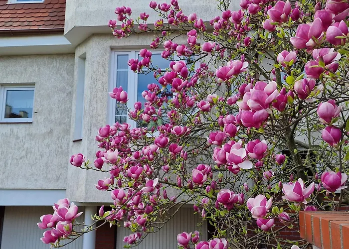 Apartament Magnolia
